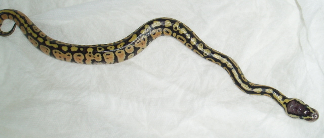 Pastel Female