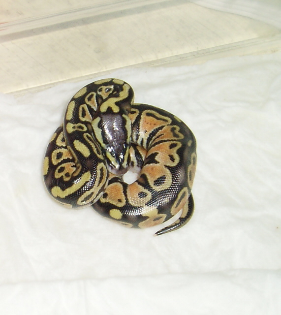 Pastel Male