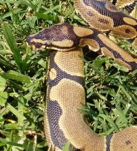 06 Reduced Pattern Female