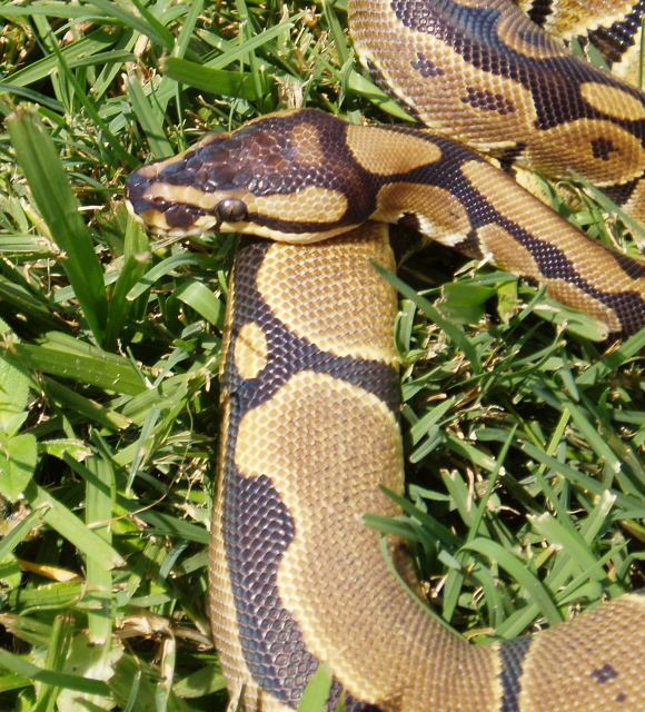 06 Reduced Pattern Female
