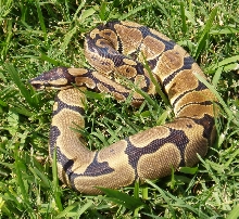 Reduced Pattern Female