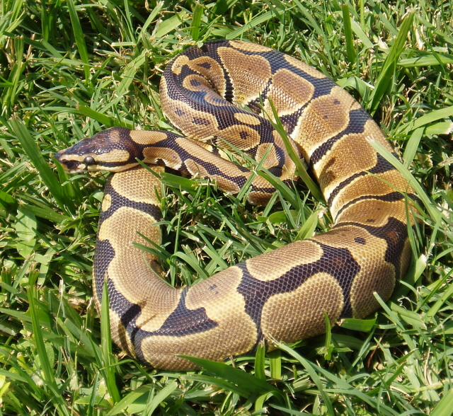 Reduced Pattern Female