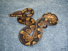 Reduced Pattern M #1