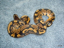 Reduced Pattern M #3