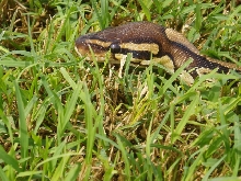 Normal Female Closeup