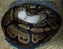 Mom on her eggs
