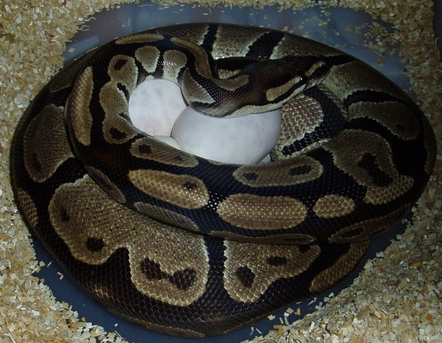 Mom on her eggs