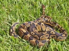 Het Pied Males