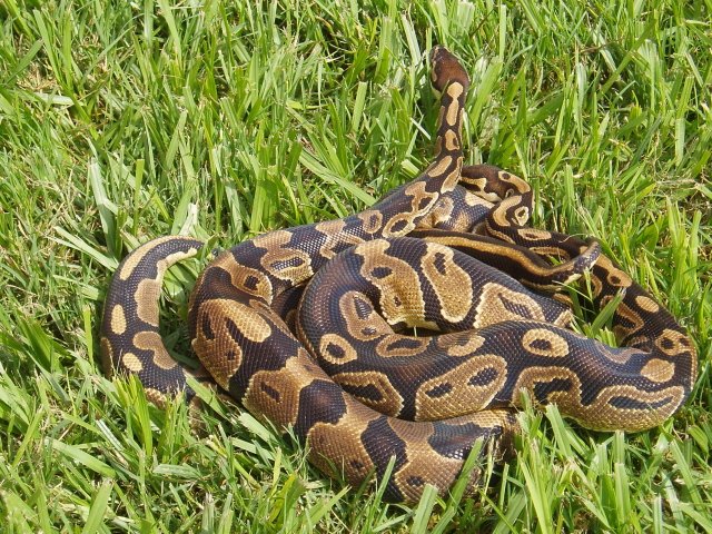 Het Pied Males