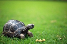 Galapagos at my backyard