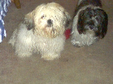 Beau and Lacey