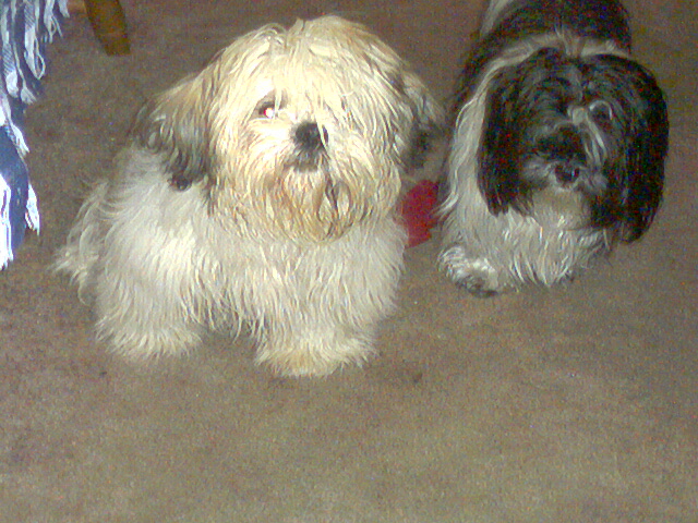 Beau and Lacey
