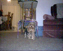 Daisy