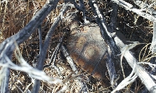 Desert Tortoise