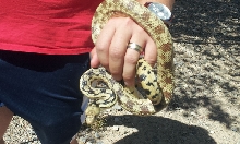Gopher Female Las Vegas Locality
