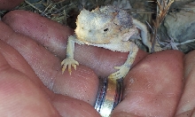 Horned Lizard