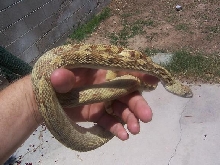 Hypo Gopher1