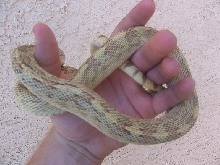 Hypo Gopher2