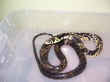Spilotes Female 2
