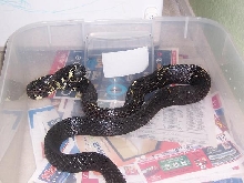 Spilotes Male