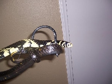 Spiloes on the hook