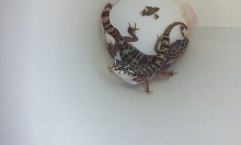 Western Banded Geckos