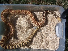 hypo bull snake
