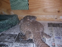 Sav Monitor Rescue