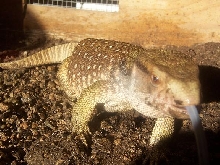 Savannah monitor femal paint 1