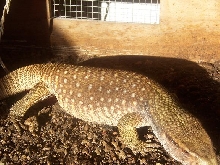 Savannah monitor paint 2