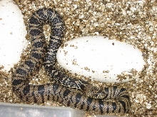 Hatching Louisiana Pine