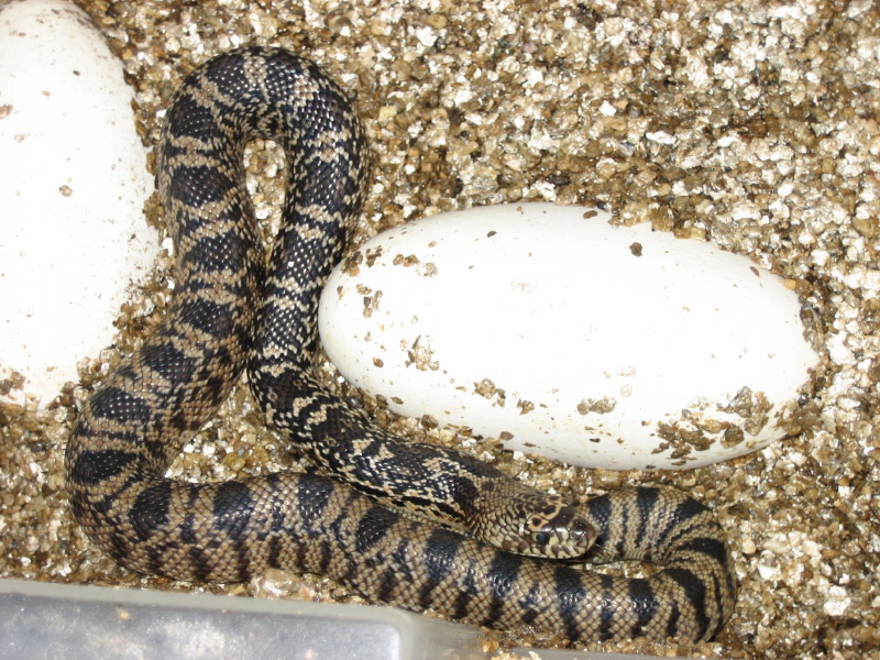Hatching Louisiana Pine