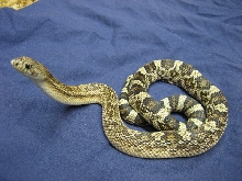 Hatchling Southern Pine