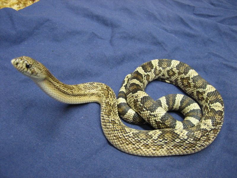Hatchling Southern Pine