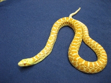 Hatchling Albino Bull