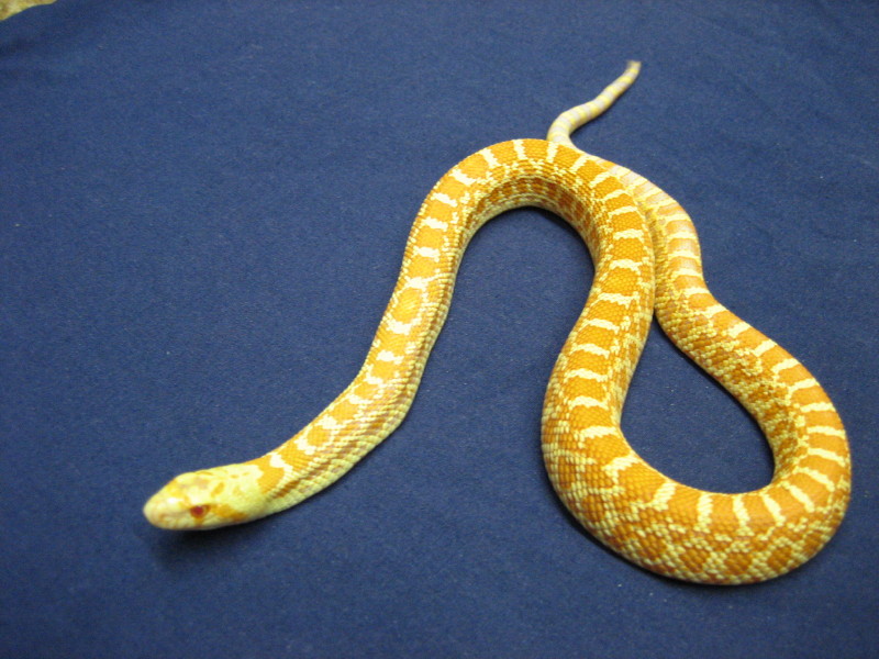Hatchling Albino Bull