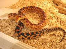 Adult Male Cape
