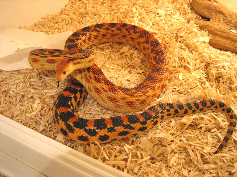 Adult Male Cape