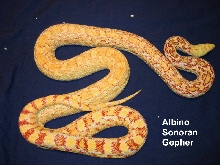 Adult female albino Sonoran