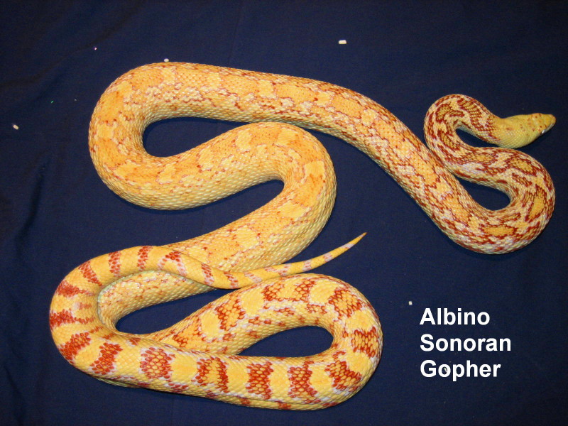 Adult female albino Sonoran