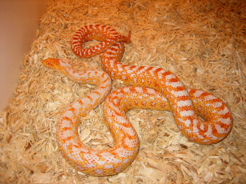 Albino San Diego Gopher