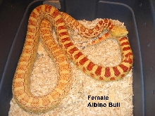 Adult female albino Bull