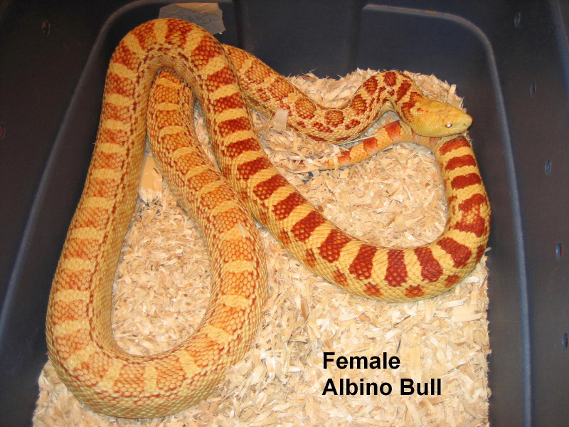 Adult female albino Bull