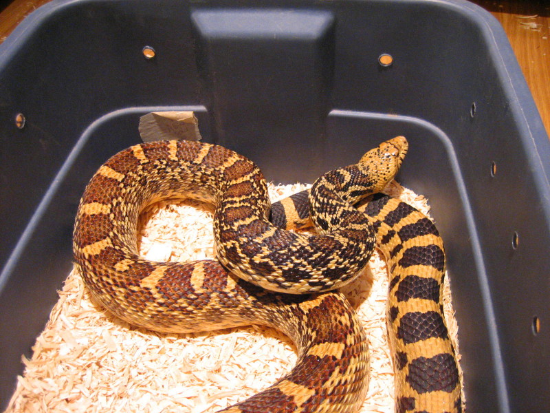 Adult Female Bull