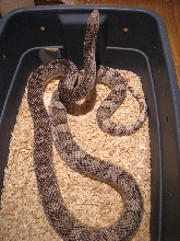 Adult Southern Pine