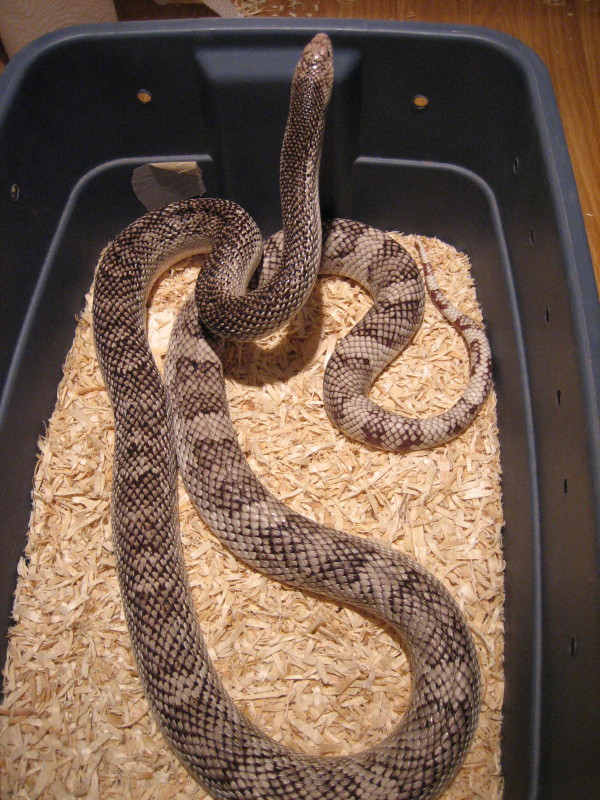 Adult Southern Pine