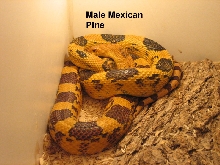Mexican Pine