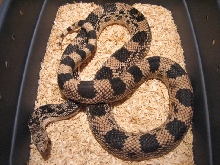 Adult Northern Pine