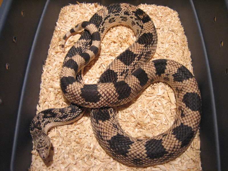 Adult Northern Pine