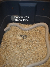 Paternless Snow Pine